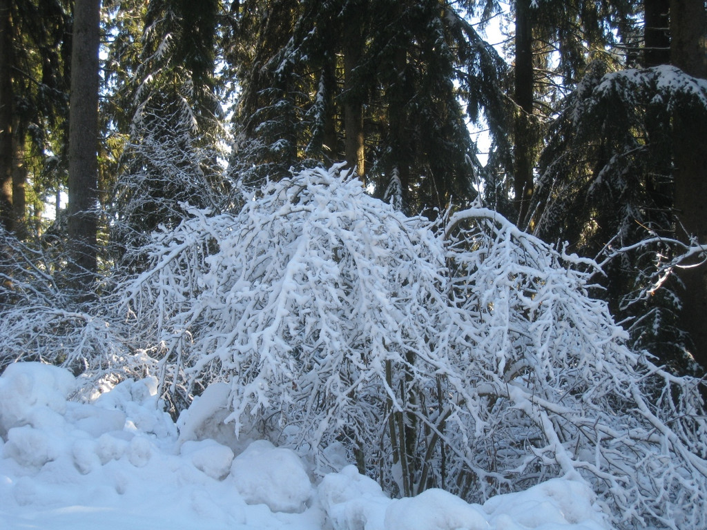Winterwandern am Pfaender 2012 _24__jpg-1326644251