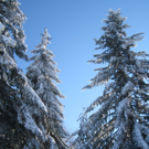 Winterwandern am Pfaender 2012 _28__jpg-1326644274