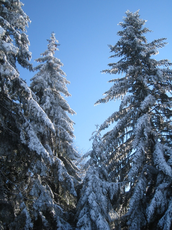 Winterwandern am Pfaender 2012 _28__jpg-1326644274