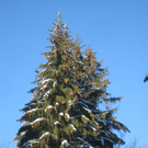 Winterwandern am Pfaender 2012 _29__jpg-1326644279