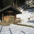 Winterwandern am Pfaender 2012 _39__jpg-1326644327