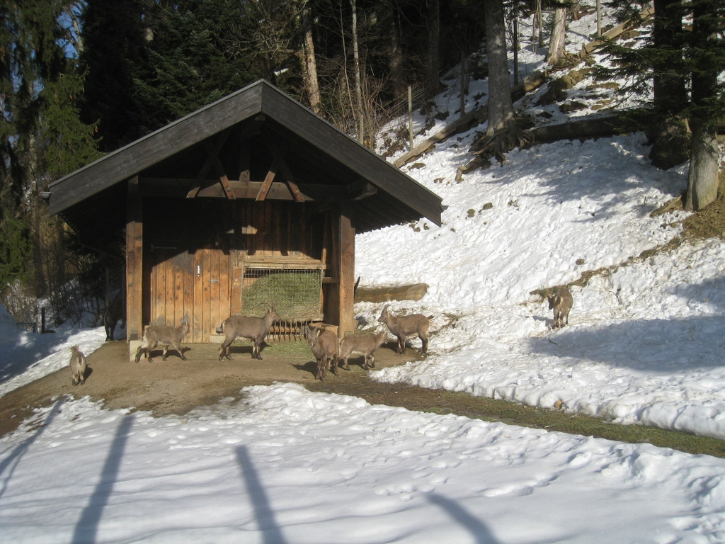 Winterwandern am Pfaender 2012 _39__jpg-1326644327