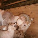 Die jungen Ziegen am Cobenzl