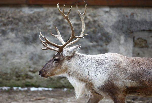 normal_17012012fmt_pkzoosalzburg_mw_25.JPG
