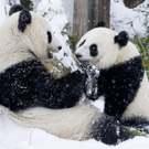 Panda-Bub Fu-Hu erlebt in Schönbrunn den allerersten Schnee