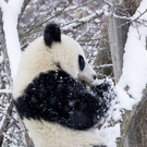 Fu Hu_12_TGS_Zupanc.jpg