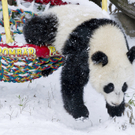 Fu Hu_26_TGS_Zupanc.jpg