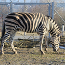 Doppelmayr Zoo: Lokalaugenschein