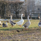 IMG_5615.JPG