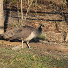 IMG_5527.JPG