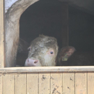 normal_18012012brandlandwirtschaftde01001aktivnes_063.jpg
