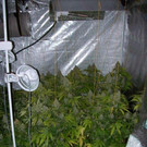 Haschplantage in Wien ausgehoben