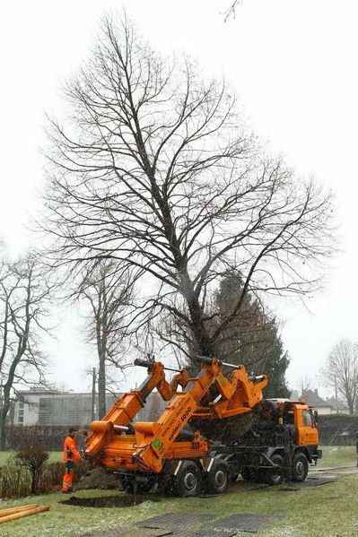 normal_20012012fmt_baumpflanzung_ta_001.JPG