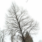 normal_20012012fmt_baumpflanzung_ta_001.JPG
