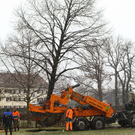 normal_20012012fmt_baumpflanzung_ta_003.JPG