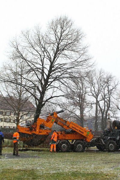 normal_20012012fmt_baumpflanzung_ta_004.JPG