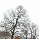 normal_20012012fmt_baumpflanzung_ta_004.JPG