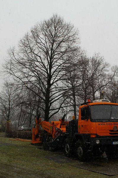 normal_20012012fmt_baumpflanzung_ta_007.JPG