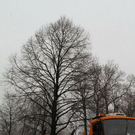 normal_20012012fmt_baumpflanzung_ta_007.JPG