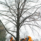 normal_20012012fmt_baumpflanzung_ta_012.JPG