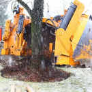 normal_20012012fmt_baumpflanzung_ta_013.JPG