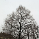 normal_20012012fmt_baumpflanzung_ta_019.JPG