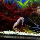 normal_20012012fmt_seepferdchen_mw_14.JPG