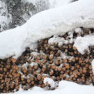 normal_21012011schnee04001aktivnews14.jpg