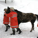 normal_220112pferdeat04001aktivnews24.jpg