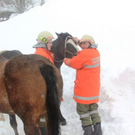 normal_220112pferdeat04001aktivnews74.jpg