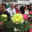 IMG_6685_JPG-1327258036
