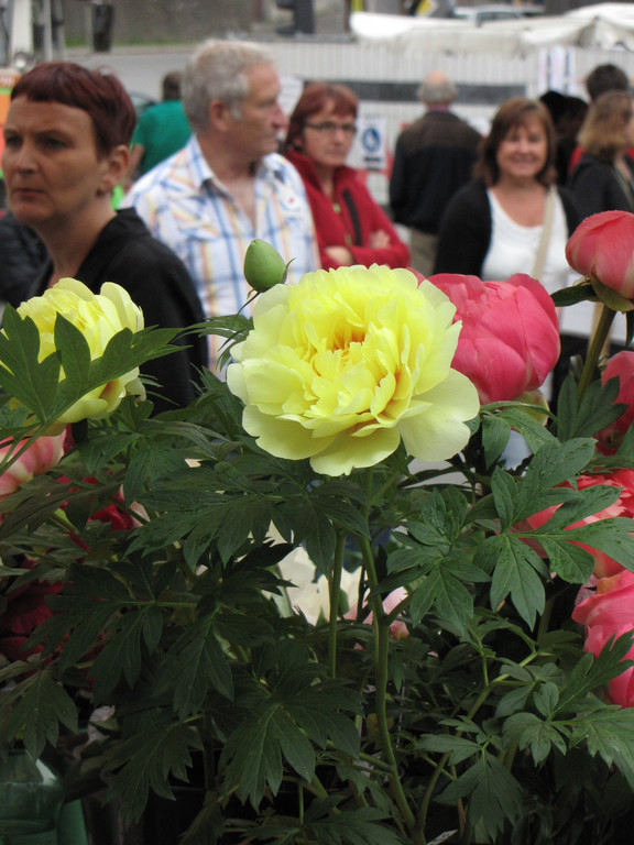 IMG_6685_JPG-1327258036