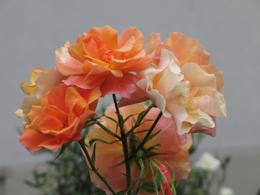 IMG_6716_JPG-1327258153