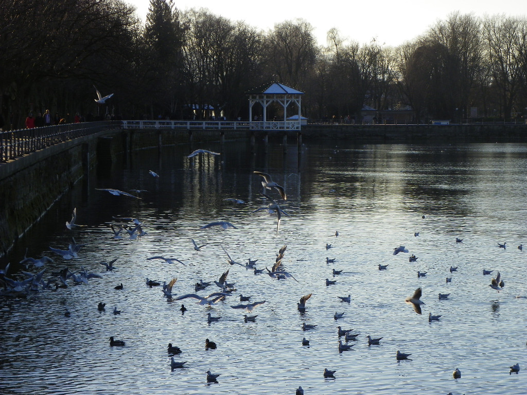 113_6223_JPG-1327274619