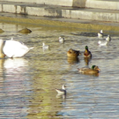 113_6231_JPG-1327274628