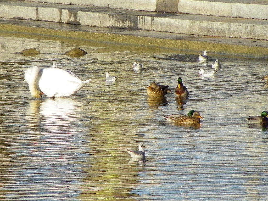 113_6231_JPG-1327274628