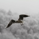 normal_24012012fmt_stadtgebiet_ta_018.JPG