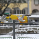 normal_24012012fmt_stadtgebiet_ta_019.JPG