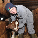 Doppelköpfiges Kalb geboren