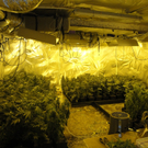 Cannabisplantage in Geras