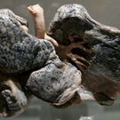 rauchenverursachtkrebs.jpg