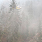 Forstunfall in Hohenweiler