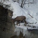 Sicherung 27_01_2012 028.jpg