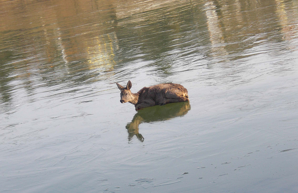 28012012_Tierrettung Bad Sauerbrunn _1_.jpg