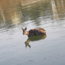 28012012_Tierrettung Bad Sauerbrunn _1_.jpg