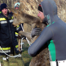 28012012_Tierrettung Bad Sauerbrunn _4_.jpg