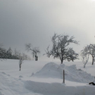normal_29012012hornschlittende01007001aktivnews_015.jpg