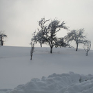 normal_29012012hornschlittende01007001aktivnews_027.jpg