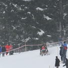 normal_29012012hornschlittende01007001aktivnews_102.jpg