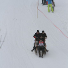 normal_29012012hornschlittende01007001aktivnews_123.jpg